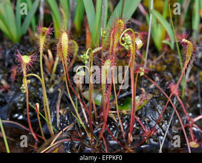 Großen Sonnentau - Drosera Anglica wächst im Torfmoor in Schottisches Hochland Stockfoto