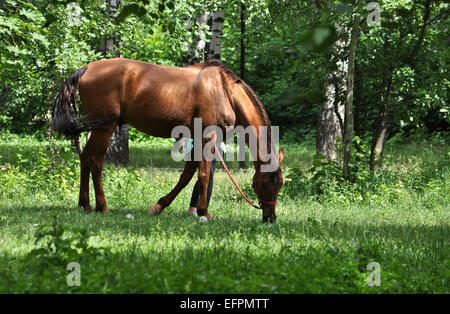 Ein Pferd in einer Waldlichtung. Im Frühsommer Pferd Schlemmen auf frische saftige Gräser. Stockfoto