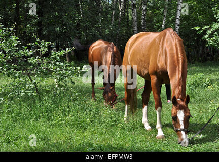 Ein Pferd in einer Waldlichtung. Im Frühsommer Pferd Schlemmen auf frische saftige Gräser. Stockfoto