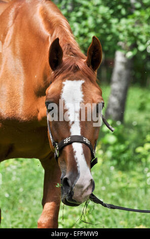 Ein Pferd in einer Waldlichtung. Im Frühsommer Pferd Schlemmen auf frische saftige Gräser. Stockfoto