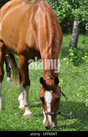 Ein Pferd in einer Waldlichtung. Im Frühsommer Pferd Schlemmen auf frische saftige Gräser. Stockfoto