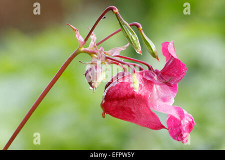 Himalayan Balsam (Impatiens glandulifera), Blume, Deutschland Stockfoto