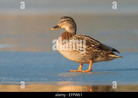 Stockente (Anas platyrhynchos), weiblich, gefrorenen See, Biosphärenreservat Mittlere Elbe, Sachsen-Anhalt, Deutschland Stockfoto