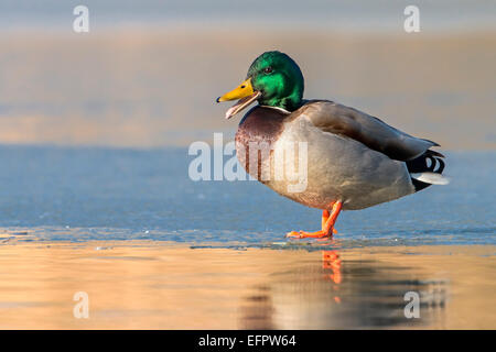 Stockente (Anas platyrhynchos), Drake, gefrorenen See, Biosphärenreservat Mittlere Elbe, Sachsen-Anhalt, Deutschland Stockfoto