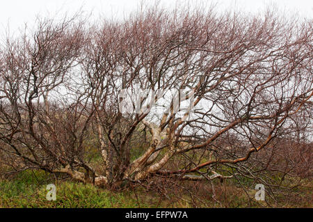 Downy Birke (Betula Pubescens), Langeoog, Ostfriesland, Niedersachsen, Deutschland Stockfoto