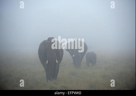 Afrikanische Elefanten (Loxodonta africana), Elefanten Familie mit Stier, Kuh und Junge, im Nebel, Masai Mara, Kenia Stockfoto