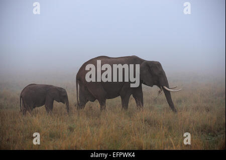 Afrikanischer Elefant (Loxodonta africana), Bulle, mit jungen, Fütterung, im Nebel, Masai Mara, Kenia Stockfoto