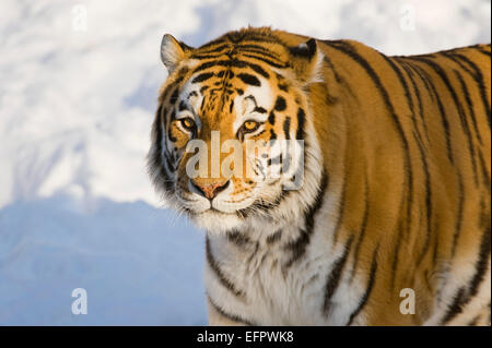 Sibirische Tiger oder Amur Tiger (Panthera tigris altaica), Captive, Sachsen, Deutschland Stockfoto