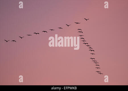 Kraniche (Grus Grus) im Flug, in einer V-Formation, Mecklenburg-Vorpommern, Deutschland Stockfoto