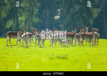 Damwild (Dama Dama), eine Herde von hinds und Kälber stehen auf einer Wiese, Captive, Niedersachsen, Deutschland Stockfoto