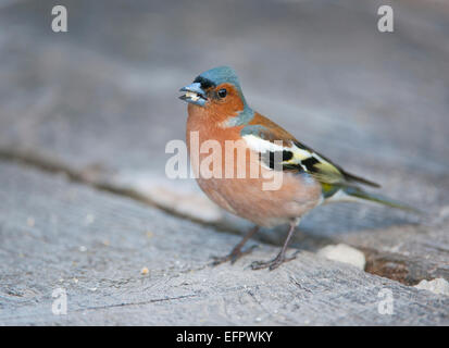 Buchfink (Fringilla coelebs), männlich, Fütterung auf ein Korn von Mais, Bayern, Deutschland Stockfoto