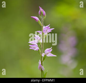 Rote Waldvöglein (Cephalanthera rubra), blühende, Thüringen, Deutschland Stockfoto