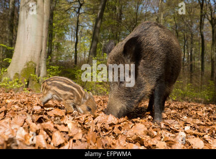 Wildschwein (Sus scrofa), Sau und Ferkel im Frühling in den Wald, Nordrhein-Westfalen, Deutschland Stockfoto