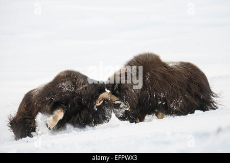 Muskoxen (Ovibos moschatus) Kampf im Schnee, Dovrefjell - Sunndalsfjella Nationalpark, Norwegen Stockfoto