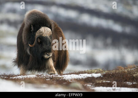 Moschusochsen (Ovibos Moschatus), Dovrefjell-Sunndalsfjella-Nationalpark, Norwegen Stockfoto