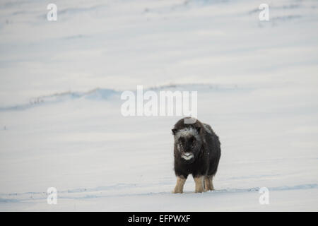 Moschusochsen (Ovibos Moschatus), junge, Dovrefjell-Sunndalsfjella-Nationalpark, Norwegen Stockfoto