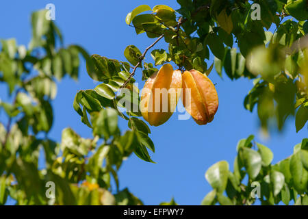 Sternfrüchte oder Karambolen (Gattung Karambole), Früchte wachsen auf einem Baum, Provinz Puntarenas, Costa Rica Stockfoto