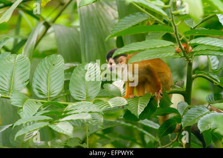 Red-backed Totenkopfaffen (Saimiri Oerstedii) auf einem Ast, Provinz Puntarenas, Costa Rica Stockfoto