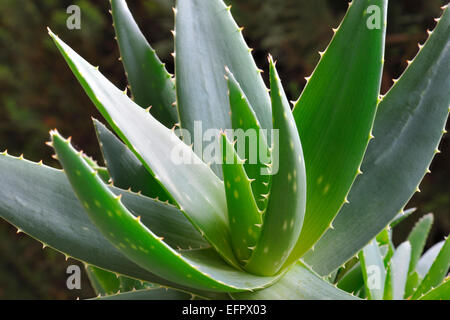 Aloe-Vera-Pflanze (Aloe Vera) Stockfoto