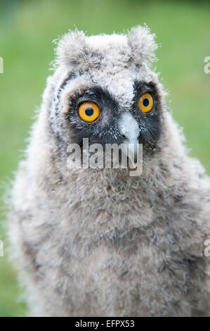 Waldohreule (Asio Otus) - Owlet Closeup Portrait Stockfoto