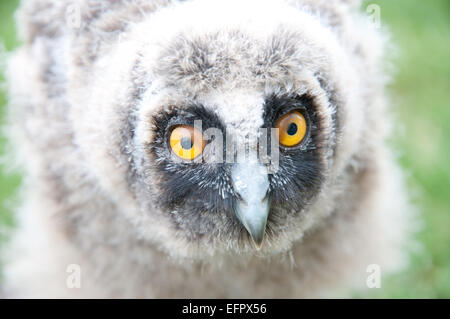 Waldohreule (Asio Otus) - Owlet Closeup Portrait Stockfoto