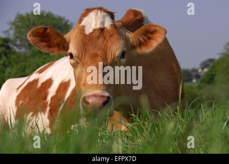 Guernsey Kühe liegen auf einer Weide reichen Rasen auf einem Bauernhof in North Devon, UK. Vor allem für ihre reiche cremige milk.a UK Molkerei gehalten Stockfoto