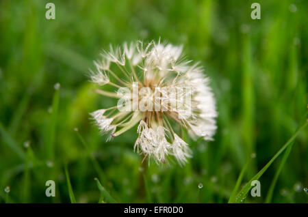 Einzelne Tau bedeckt Löwenzahn Samen Kopf umgeben von nassem Rasen Stockfoto