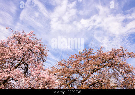 Blühender Zweig im Frühling und bewölktem Himmel als Hintergrund Stockfoto