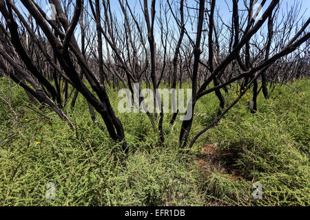 Verkohlte Sträucher in der grünen Vegetation, Spuren des Waldbrandes vom 2012 unter den Garajonay, La Gomera, Kanarische Inseln, Spanien Stockfoto