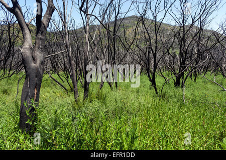 Verkohlte Sträucher in der grünen Vegetation, Spuren des Waldbrandes vom 2012 hinter den Garajonay, La Gomera, Kanarische Inseln, Spanien Stockfoto