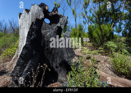 Verkohlten Baumstamm in der grünen Vegetation, Spuren des Waldbrandes vom 2012 unter den Garajonay, La Gomera, Kanarische Inseln, Spanien Stockfoto