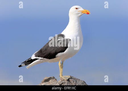 Kelp Gull (Larus Dominicanus), Erwachsene, thront auf Felsen, Stony Point, Bettys Bay, Western Cape, Südafrika Stockfoto