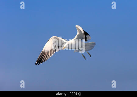 Kelp Gull (Larus Dominicanus), Erwachsene, während des Fluges, Stony Point, Betty's Bay, Western Cape, Südafrika Stockfoto