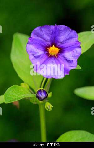 Blaue Kartoffel-Strauch (Solanum Rantonnetii), Blume, Deutschland Stockfoto