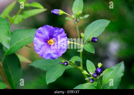 Blaue Kartoffel-Strauch (Solanum Rantonnetii), Blume, Deutschland Stockfoto