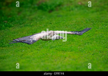 Eurasian Griffon oder Griffon Vulture (abgeschottet Fulvus), Erwachsene, auf der Flucht, Gefangenschaft, Eifel, Deutschland Stockfoto