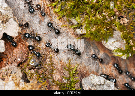 Schwarz Garten Ameisen marschieren auf Baumrinde. Wissenschaftlicher Name: Lasius Niger. Region Kaluga, Russland. Stockfoto