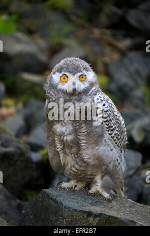 Schnee-Eule (Nyctea Scandiaca), Jungvogel, in Gefangenschaft, Rheinland-Pfalz, Deutschland Stockfoto