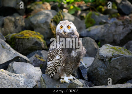 Schnee-Eule (Nyctea Scandiaca), Jungvogel, in Gefangenschaft, Rheinland-Pfalz, Deutschland Stockfoto