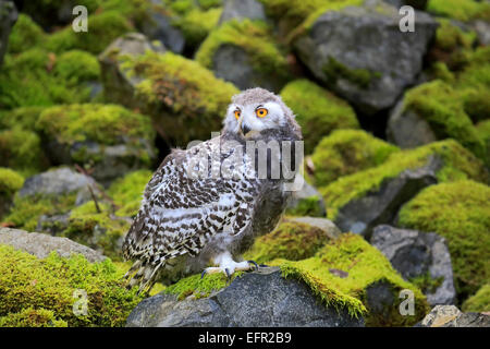 Schnee-Eule (Nyctea Scandiaca), Jungvogel, in Gefangenschaft, Rheinland-Pfalz, Deutschland Stockfoto