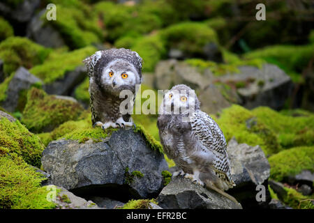 Schneeeulen (Nyctea Scandiaca), zwei Jungvögel, in Gefangenschaft, Rheinland-Pfalz, Deutschland Stockfoto