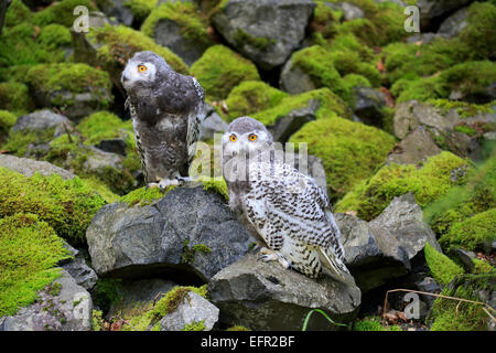 Schneeeulen (Nyctea Scandiaca), zwei Jungvögel, in Gefangenschaft, Rheinland-Pfalz, Deutschland Stockfoto