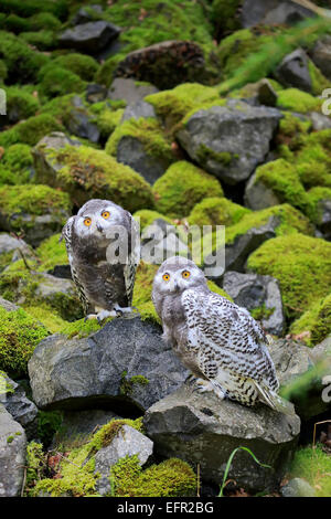 Schneeeulen (Nyctea Scandiaca), zwei Jungvögel, in Gefangenschaft, Rheinland-Pfalz, Deutschland Stockfoto