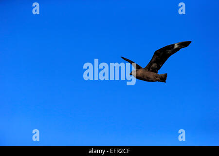 Subantarktischen Skua oder Brown Skua (Stercorarius Antarcticus Lonnbergi), Erwachsene, während des Fluges, Kap der guten Hoffnung, Südafrika Stockfoto