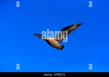 Subantarktischen Skua oder Brown Skua (Stercorarius Antarcticus Lonnbergi), Erwachsene, während des Fluges, Kap der guten Hoffnung, Südafrika Stockfoto