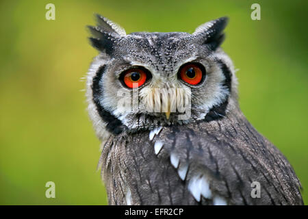 Südlichen White-faced Eule (Ptilopsis Granti), Erwachsene, in Gefangenschaft, Rheinland-Pfalz, Deutschland Stockfoto
