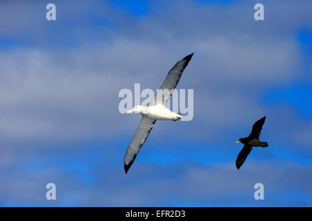 Wandering Albatros (Diomedea Exulans), gefolgt von einem Kap Henne oder White chinned Petrel (Procellaria Aequinoctialis), Erwachsene Stockfoto