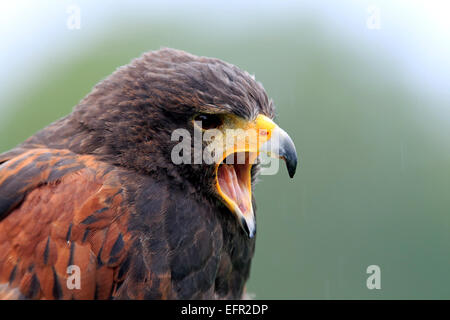 Harris Hawk (Parabuteo Unicinctus), Erwachsene, mit der Aufforderung, Gefangenschaft, Deutschland Stockfoto