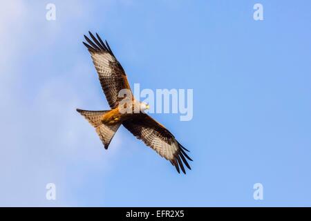 Rotmilan bei Gigrin Farm, Rhayader, Powys Stockfoto