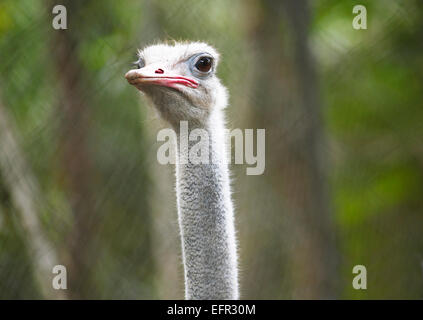 Gemeinsame Strauß (Struthio camelus), Zoo Ave, Provinz Alajuela, Costa Rica Stockfoto